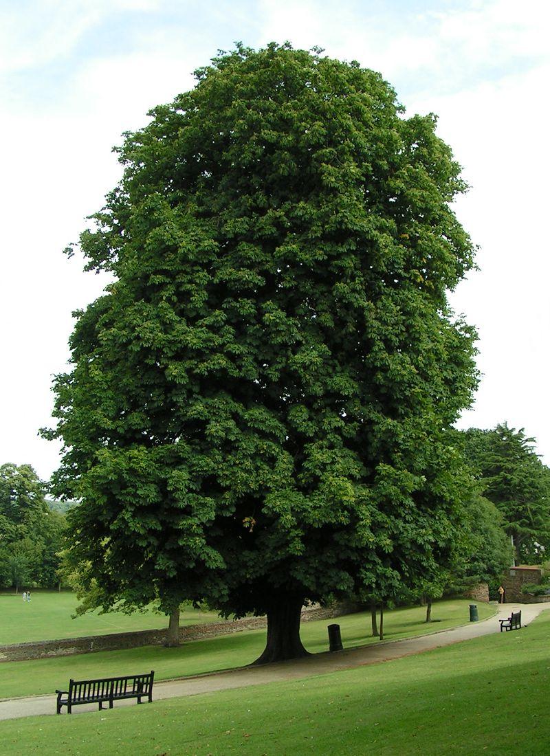 /images/2009-06-02_horse_chestnut_800.jpg