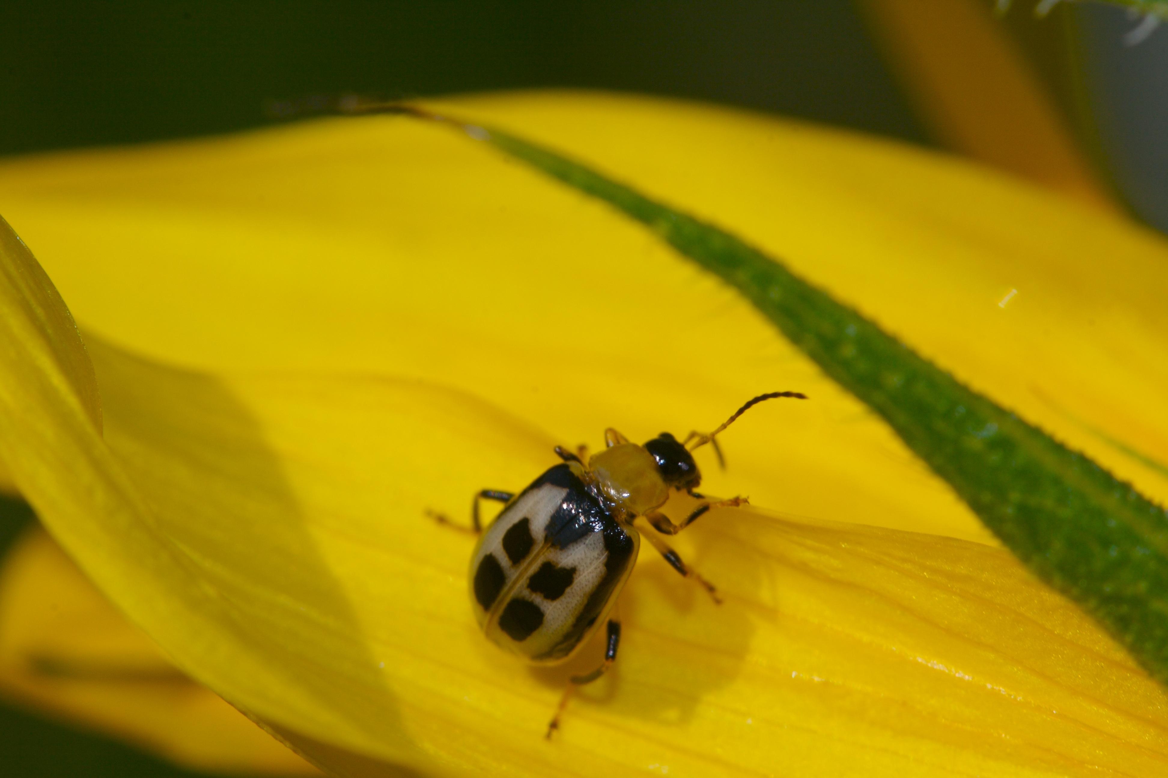 /images/2010-03-04_Bug_on_Sunflower_Petal.jpg