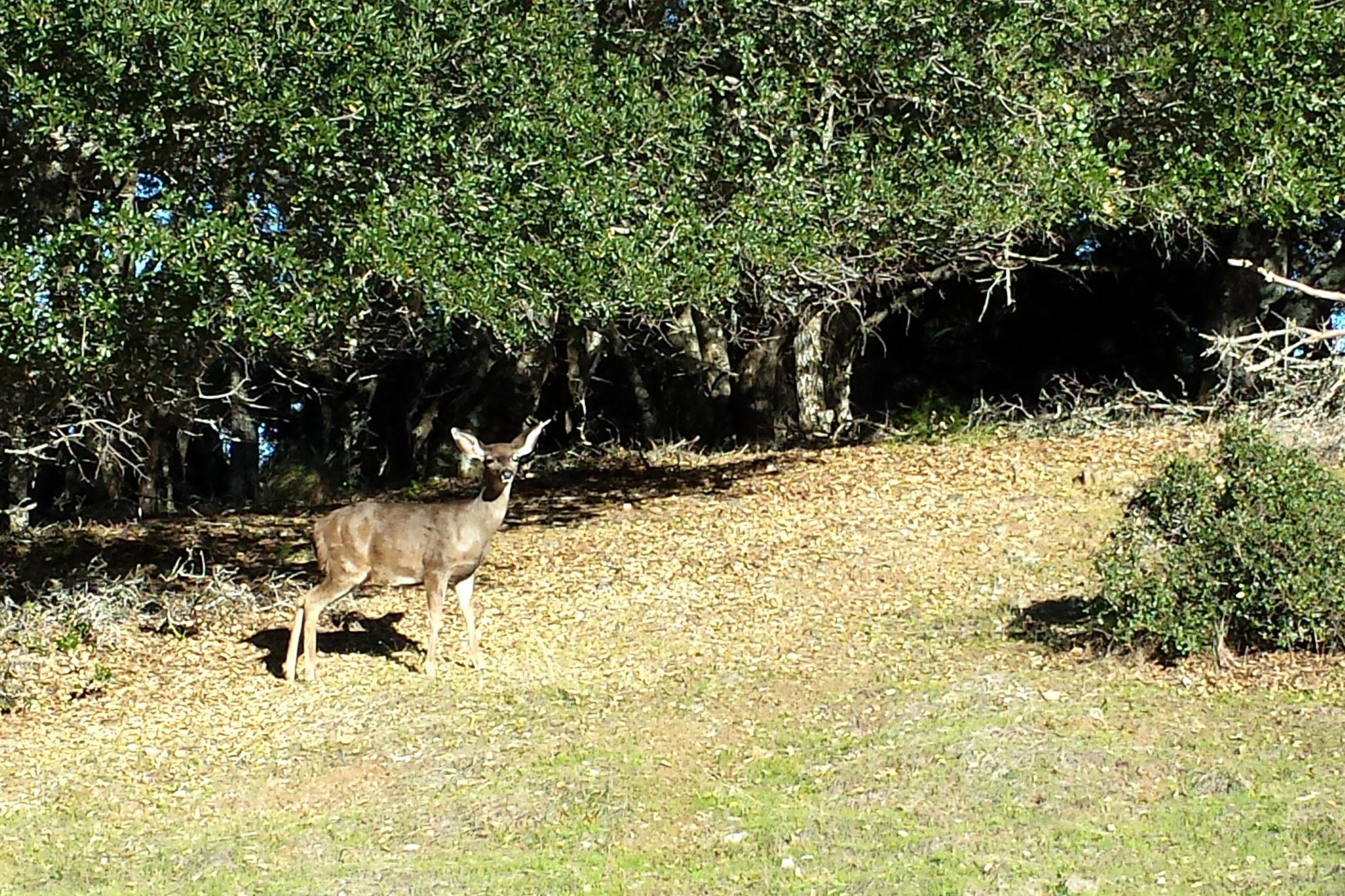 A deer in a clearing in front of trees.