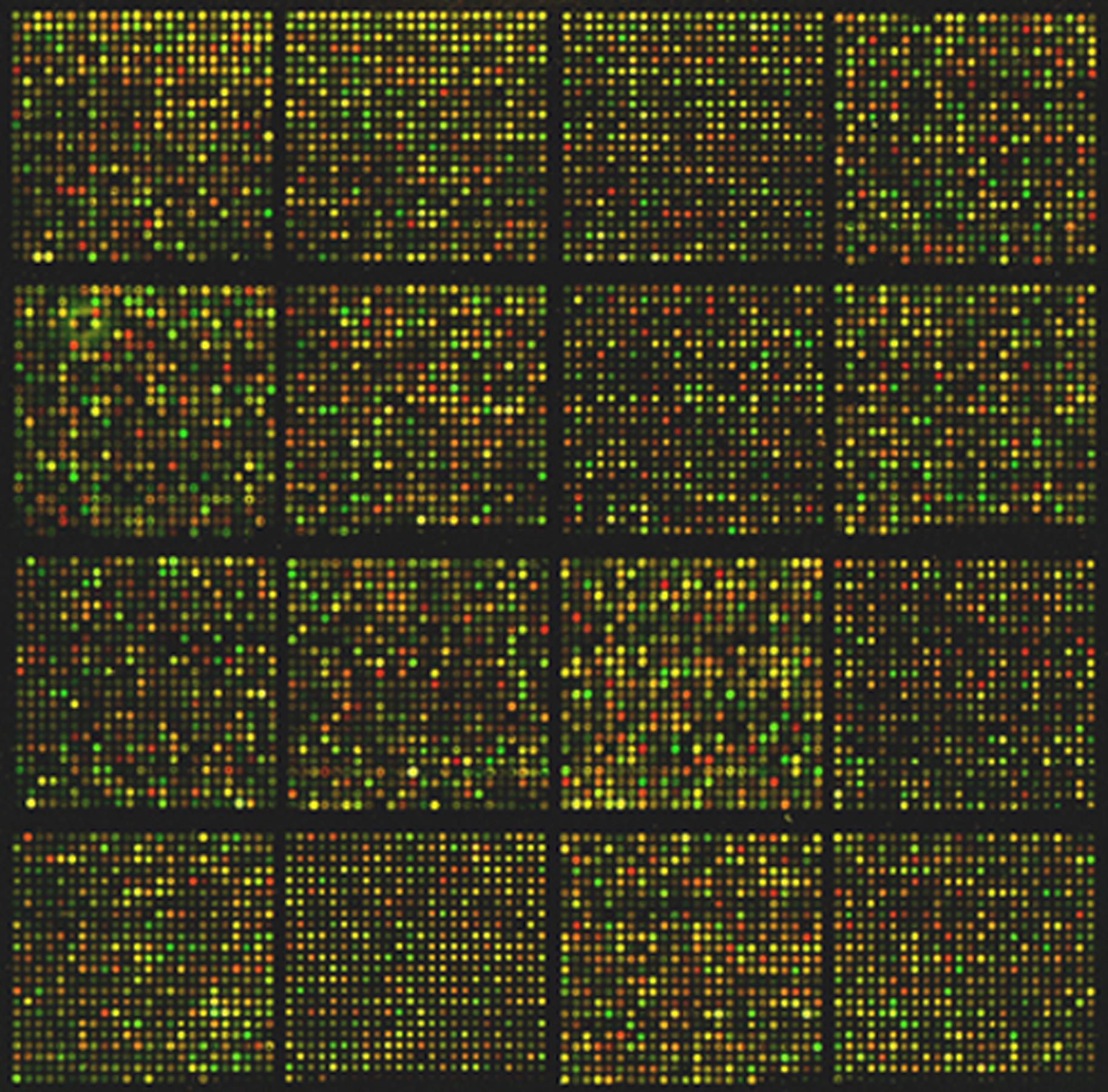 /images/Mouse_cdna_microarray.jpg