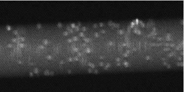 /images/PhD_beads12_adsorption.jpg